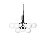 Apiales Hanging Light Fixture